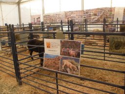 phoca_thumb_l_fotosnoviembre2012 2509